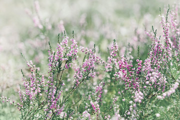 Blooming heather (calluna vulgaris, erica, ling) in forest.