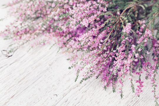 Heap of pink heather flower (calluna vulgaris, erica, ling) on white rustic table. Greeting card for mother or woman day.
