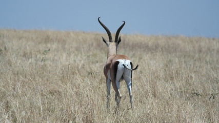 Impala