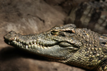 Fototapeta premium Portrait of a crocodile, one of the most dangerous hunters captivated in a zoo.