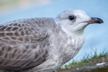 Closeup of a young white and gray sea gull