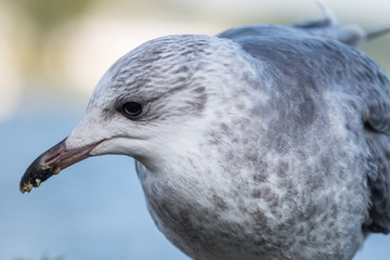 Closeup of a young sea gull