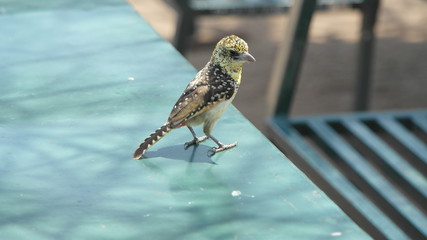 Baglafecht weaver