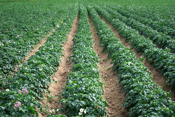 Large potato field with plants in nice straight rows