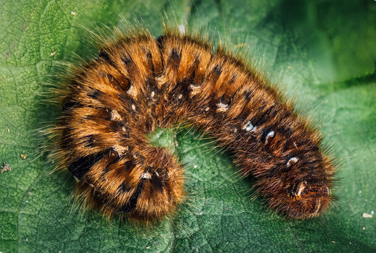 Large hairy caterpillar