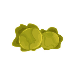 Cartoon style green leafy heads of cabbage vegetables, vector illustration isolated on white background. Two cartoon style heads, loaves of raw green cabbage, farm product