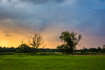 Fototapeta na wymiar Beautiful twilight over the meadow and lonely tree near Jeziorka river, Poland