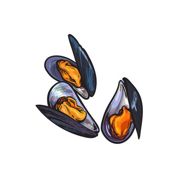 vector sketch cartoon sea mussel, oyster. Isolated illustration on a white background. Sea delicacy food concept