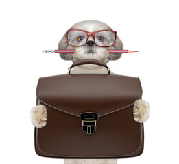 businessman shitzu dog with suitcase or bag isolated on white - 168728764