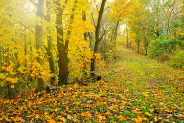 Autumn background with yellow maple leaves.
