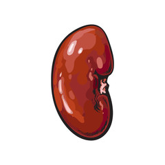 vector pork raw kidney offal sketch. Isolated illustration on a white background. Hand drawn pig offals