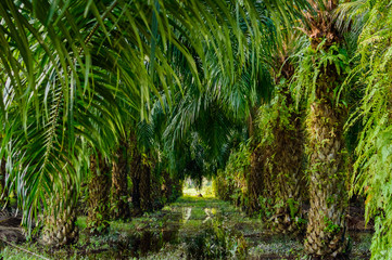 Palm oil plantation in Asia. Rural Thailand