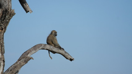 Monkey Baboon Affe