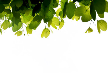Green leaves on white background