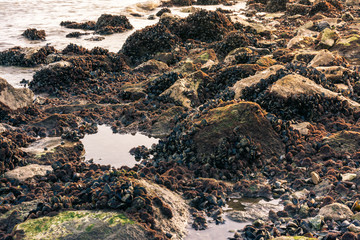 Rocky Shoreline with Muscles and Barnacles Lower Area Dense Growth Ocean