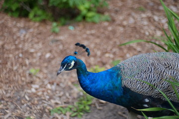 Fototapeta premium paon