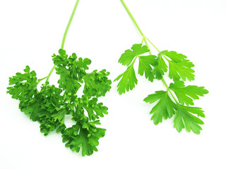 Two types of parsley.