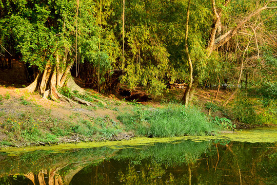 Beautiful green tree with poud at landscape