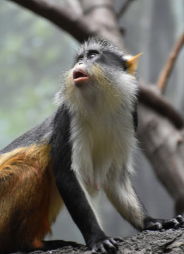 Wolf's Guenon Monkey With His Mouth Open