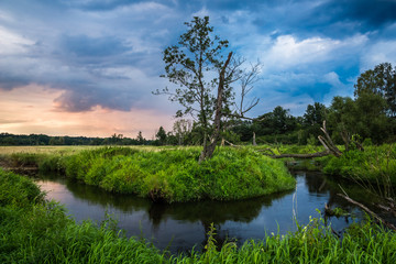 Beutiful sunset on the Jeziorka river and lonely tree, Poland