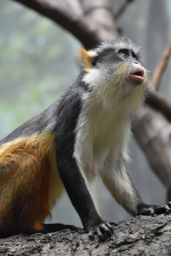 Great Guenon Monkey with His Mouth Open Partially