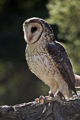 sooty owl