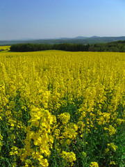 Yellow Field