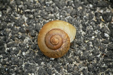 Shell of a Snail..A Calcium storehouse..
