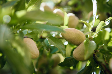 Almond fruits on a branch