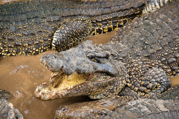 Crocodiles on the crocodile farm