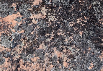 Kola Peninsula, Tersky coast of the White Sea, Russia. Lichens and fungi of different colors, grown on coastal boulders, create a bizarre multicolored natural texture