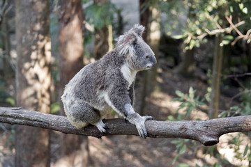 Naklejka na ściany i meble koala
