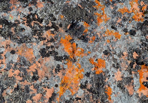 Growing on huge stone slabs colored mosses, fungi and lichens create a quaint camouflage pattern. Kola Peninsula, Tersky coast, White Sea