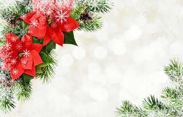 Red poinsettia flowers and Christmas tree branches arrangement