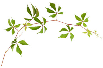 Parthenocissus twig with green leaves isolated on white