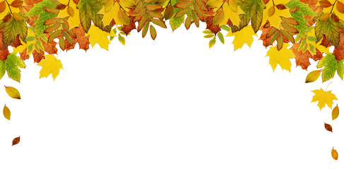 Colorful autumn leaves header