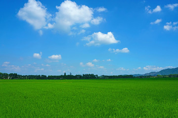 Fields and sky