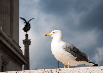 Seagull in the center of Rome.