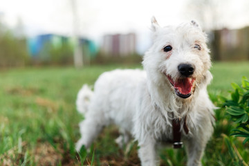 Adorable purebred dog in park