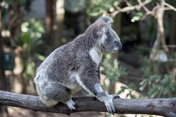 koala