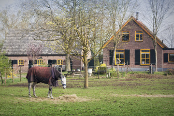 Horsecloth on hoss in farm.
