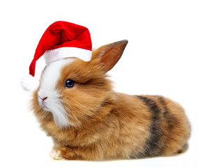 little rabbit with read santa cap isolated on white