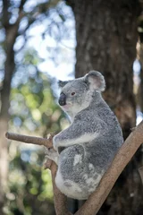 Rideaux tamisants Koala koala