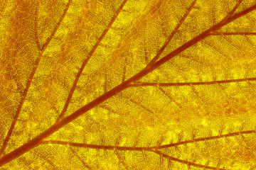 Autumn Leaf./ Autumn Leaf Texture. 