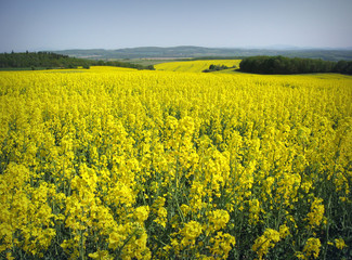 Obraz premium Yellow Field