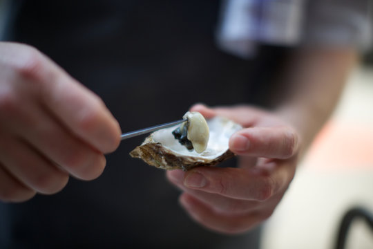 chef opening fresh oyster. food, meat, healthy eating, protein.