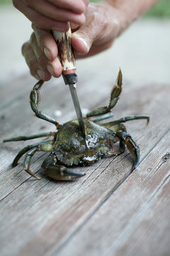 hands cutting raw crab using knife. seafood, animal, shell, food.