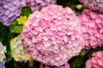 Bunch of vibrant pink blooming Hydrangea flowers