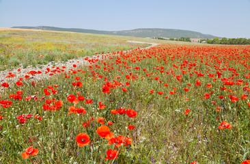 Obraz premium Red poppies are blooming in the field, mountains and blue sky in the background and path through the field