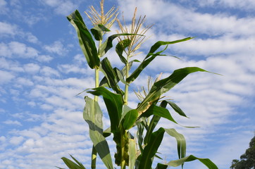 Corn and sky